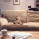 The human sofa cat dance