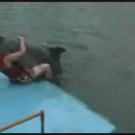Horny dolphin