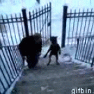 Dog walks the stairs