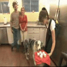 Dramatic cupcake dog