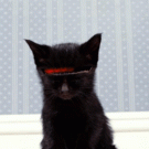 KITTen