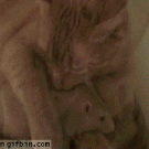 Taboo cat-mouse love