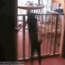 Crazy acrobat cat fail