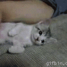 Kitten falling asleep
