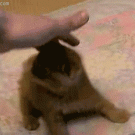 Cute kitten playing