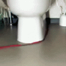 Cat chasing its leash