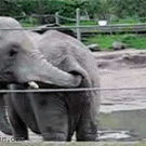 Hungry elephant