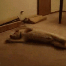 Dog running in his sleep