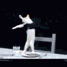 Cats dancing