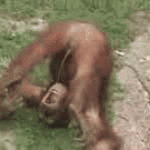 Orangutan peeing in his own mouth