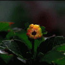 Slow motion flower bloom