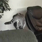 Cat jump fail