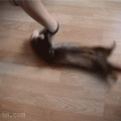 Spinning the ferret