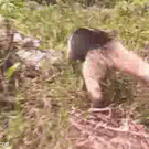Anteater stops camera chase
