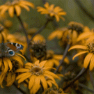 Butterfly on flowers