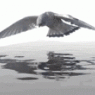 Bird flying over water