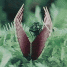 Fly eaten by plant
