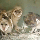 Owls