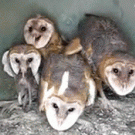 Owl eating mouse om nom nom