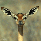 Deer om nom nom