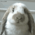 Rabbit om nom nom