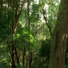 Lost - the smoke monster