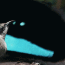 Funny bird courtship dance