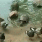 Turtle eats pigeon