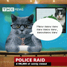 Cat news - caught with catnip