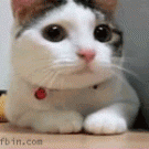 Kitten moving head