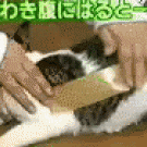 Taped cat