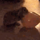 Rabbit humping a balloon