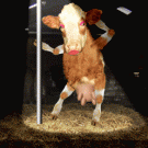 GifCow stripper