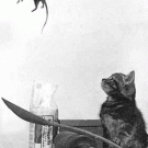 Cat playing with mouse