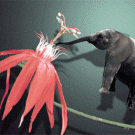 Elephant humming bird