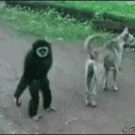 Monkey has fun with dog