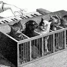 Cat piano