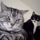 Cat wants to eat cheezburger