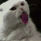 Cat licking lollipop