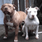 Pitt Bulls