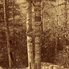 3D black and white tree