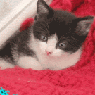 Laser-eye cat playing Space Invaders