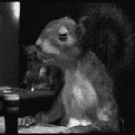 Squirel drinking beer
