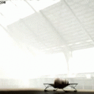 Elephant on a trampoline