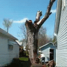 Tree cutting fail