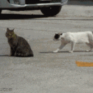 Cat fight