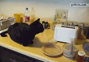 1294081030_cat-scared-by-toaster.gif