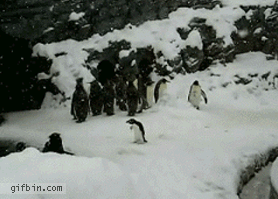 funny gifs