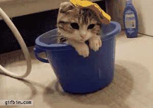 1294922461_cute-kitten-in-washing-bowl.gif