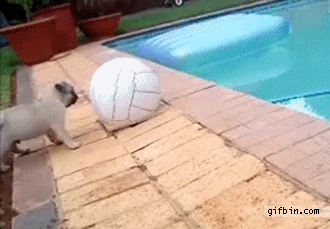 1295259386_pug-puppy-has-a-mishap-while-playing-with-ball.gif